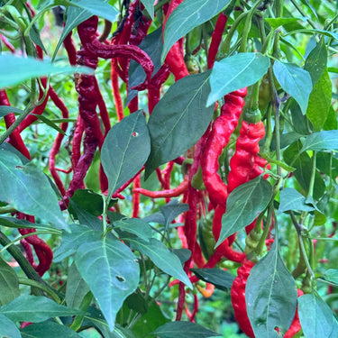 Thunder Cayenne - Seeds - The Pepper Pantry (Formerly Marie Sharp's)